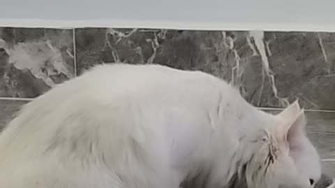 Cat cute white