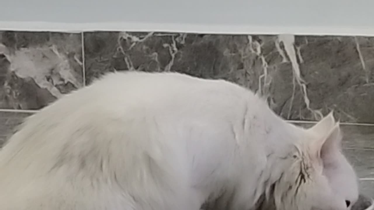 Cat cute white