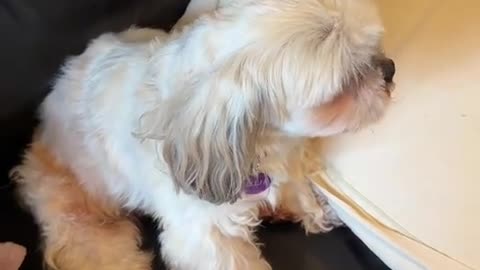😂👀 The Dog Gets the Ultimate Stink Eye! | FunFM