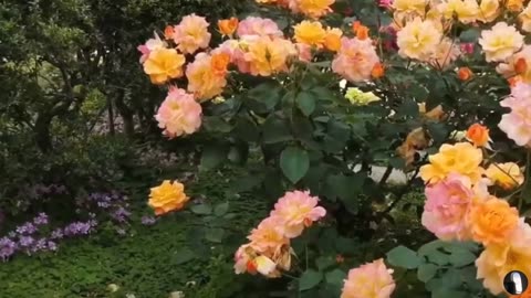 Grand Flower Garden Park Osaka Japan Tour