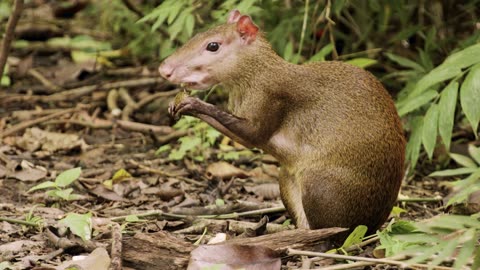 "Tiny Survivor: Wild Rodent Caught Snacking Like a King!" 🐭🌿