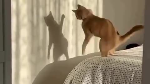 😹🥊 Cat Shadow Boxer! | FunFM