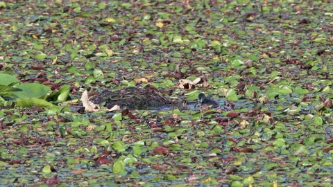 Pied Billed Grebe Family