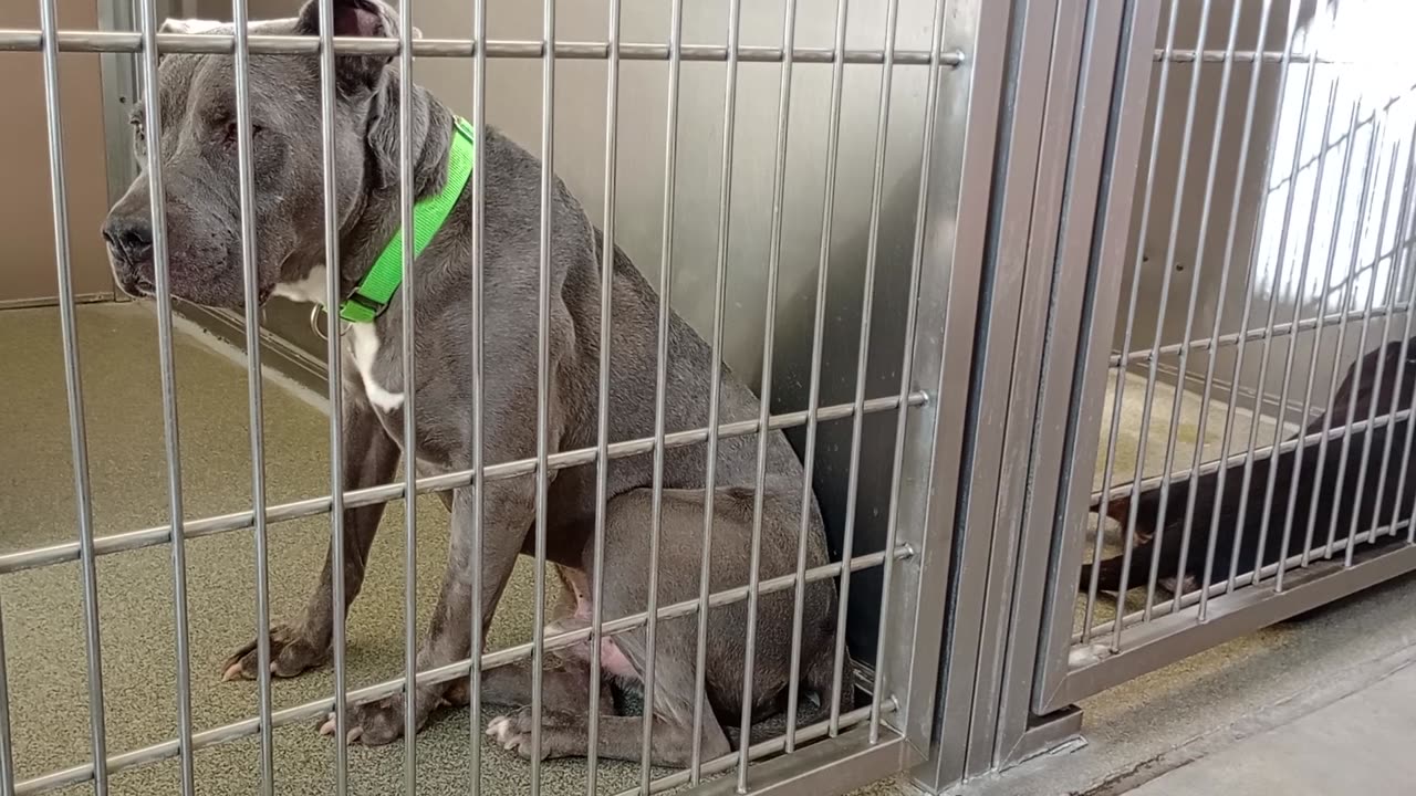 Rebel 11y A870950 harrys haven kennel 222 PACC shelter no barkign stronger bond progressing20250727360