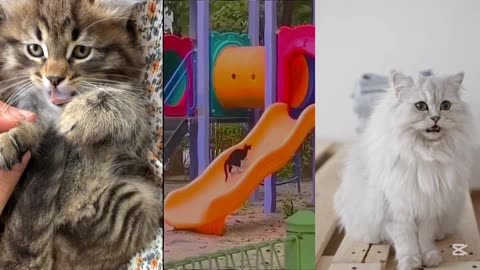 These Cats Are So Funny You'll Laugh Till It Hurts! 😂🐱 | Funny Cat Compilation