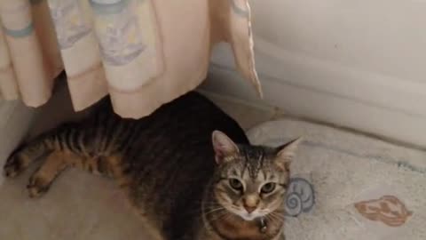 obeying cat