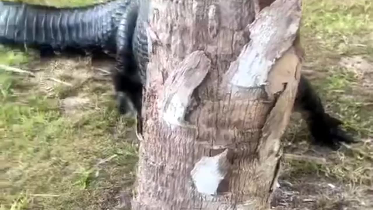 Florida man plays peekaboo with a alligator.