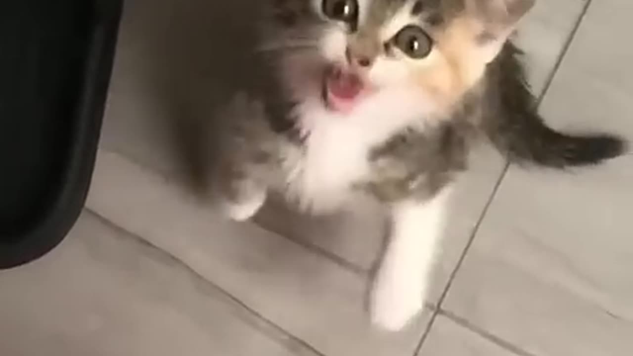 Funny Pets | 2025😂 Funny Dogs And Funny Cats Videos 🐱 🐕 😅