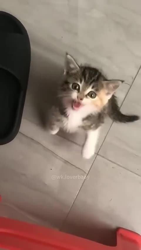 Funny Pets | 2025😂 Funny Dogs And Funny Cats Videos 🐱 🐕 😅