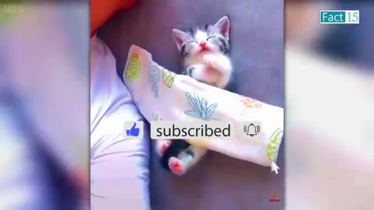 Anilmals Funny video