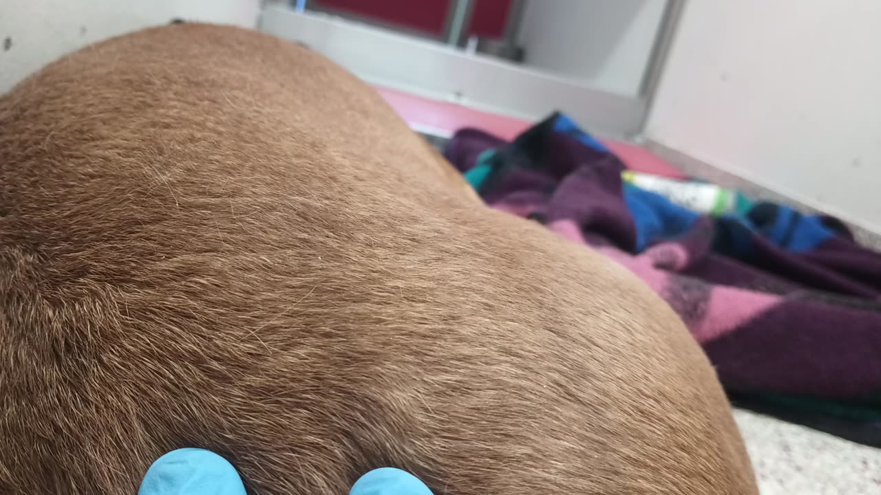 Cara 5y A818405 kennel 181 PACC shelter I lay my hand on her side as she naps sharin love_20250611_64