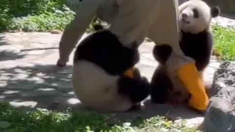 Panda bear shenanigans