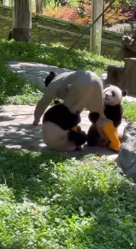 Panda bear shenanigans