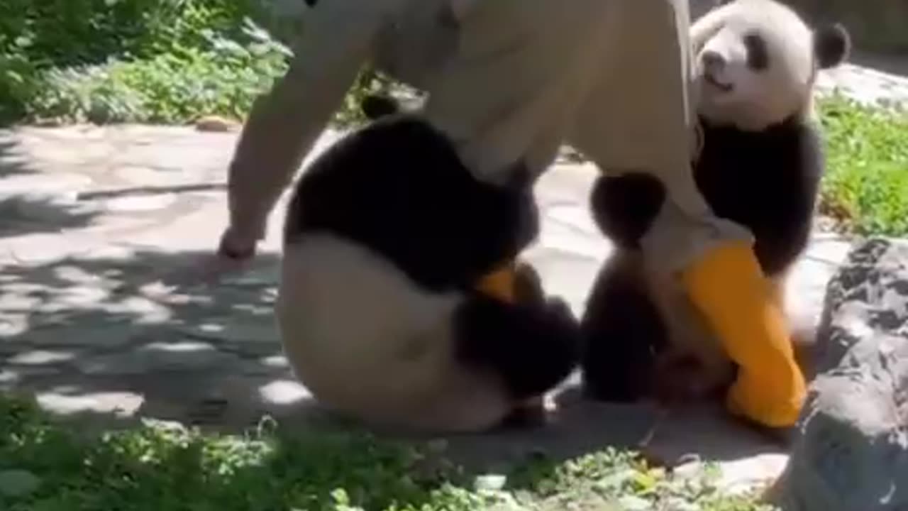 Panda bear shenanigans