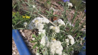 Everlasting Pearly Everlasting July 2024
