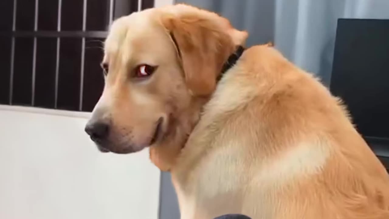 funniest-animal-videos-2025-thatll-instantly-boost-your-mood