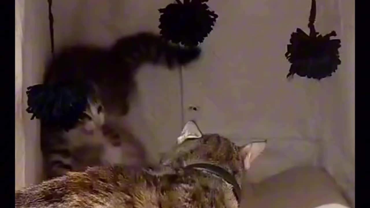 socialising an angry little kitten