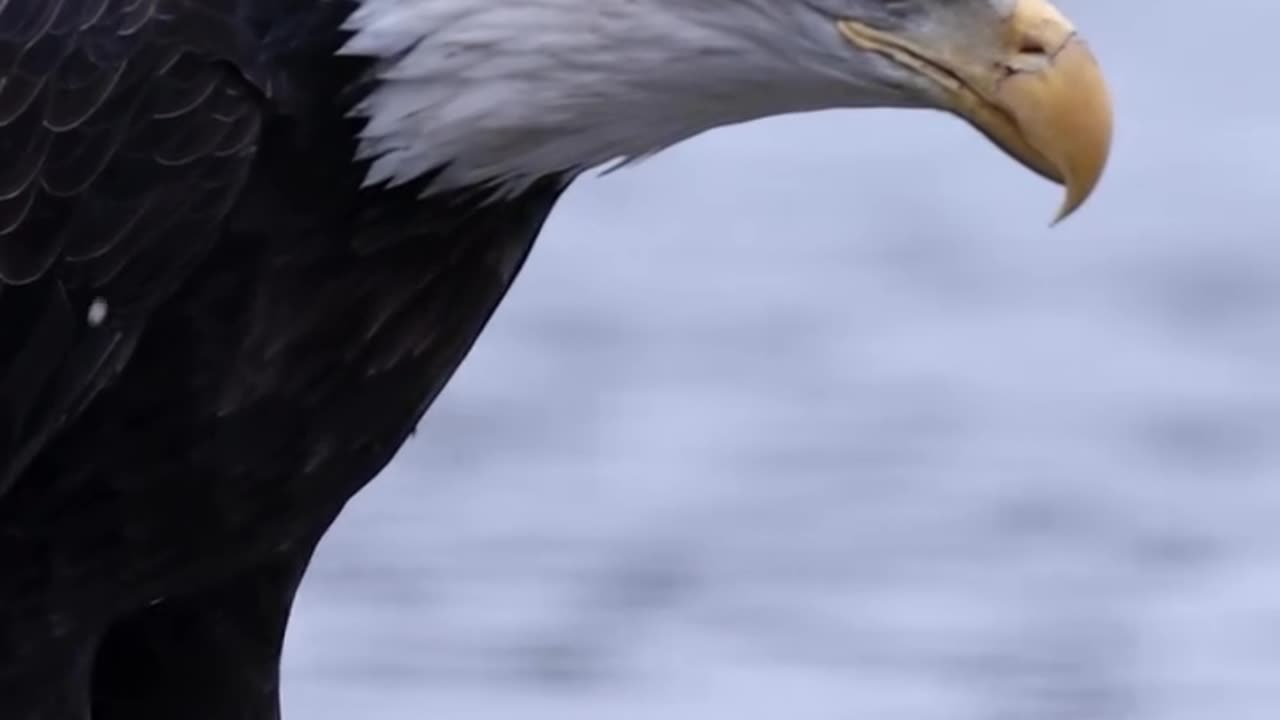 Sky King