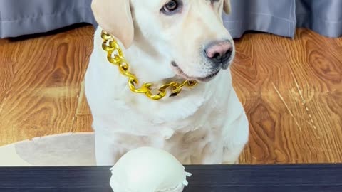 狗子跟我斗智斗勇 The dog fights wits with me