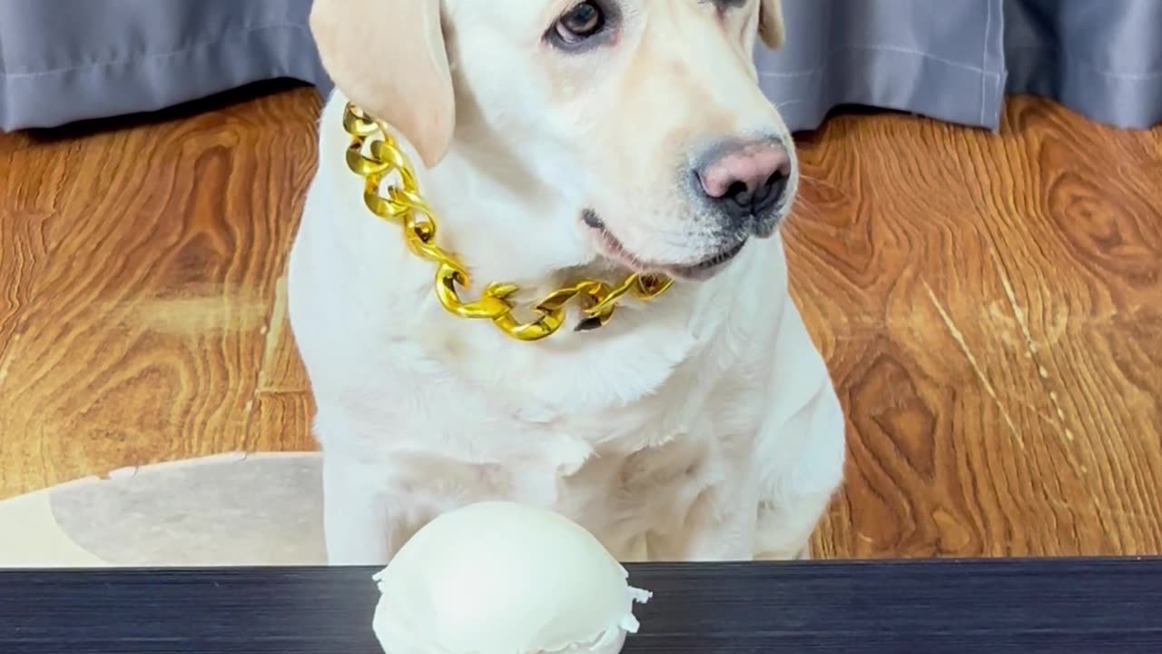 狗子跟我斗智斗勇 The dog fights wits with me