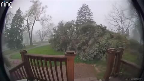 Big Tree Falls in Rochester Hills Storm