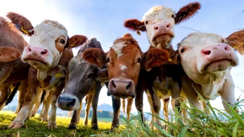 Wie Kühe auf dem CO₂-Klima-Altar leiden und geopfert werden