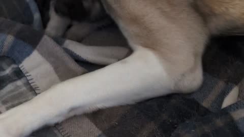 Most adorable puppies with big brother Bluey!