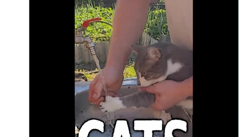 CATS