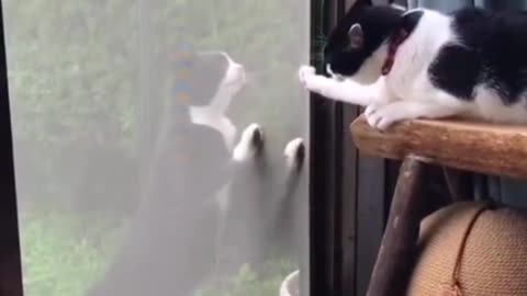Animals Funny Video Clip 8