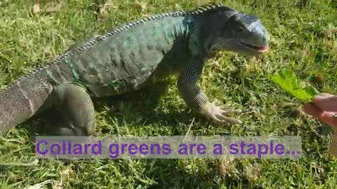 Can Green Iguanas Eat Collard Greens?