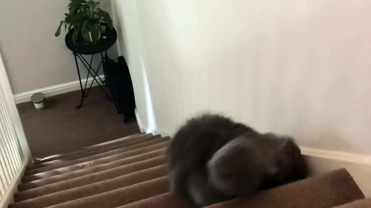 Funny animal Cat subscribe please 🙏