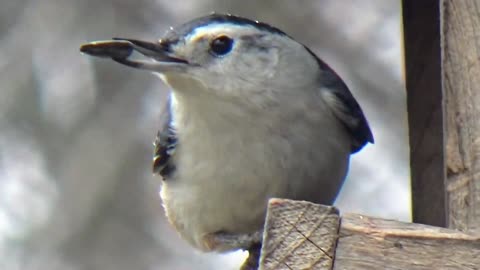 Nuthatch