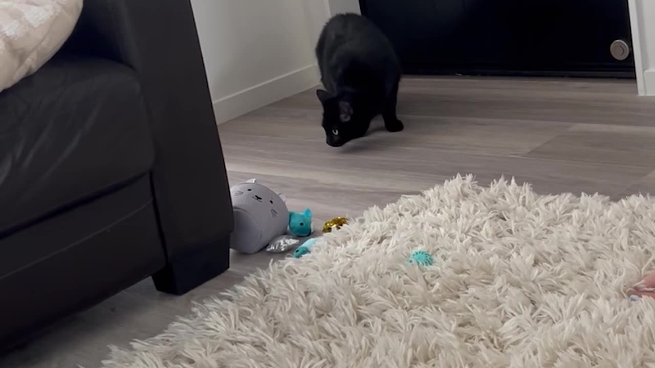 Easily Startled Cat Jumps at Rug Pulls