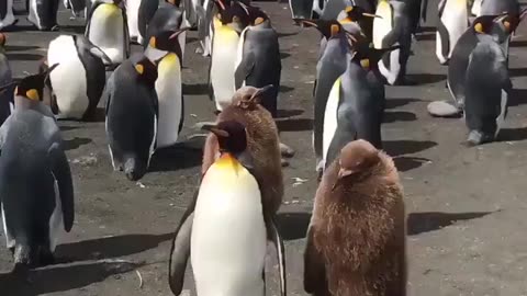 Baby Penguin Follows Mom – Cutest Waddle Ever!