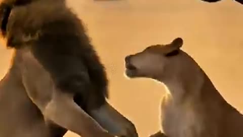 animals