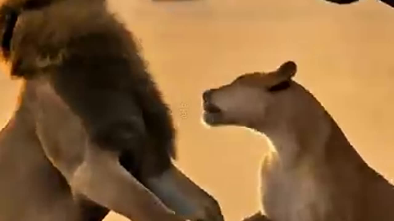 animals