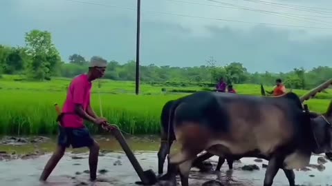 🌾 Vivasayam – Therkku Thesa Kaathu | Tamil Agriculture Song | Farmers Life 🌾