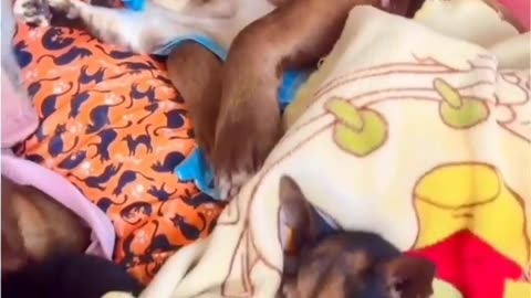 😂👑 Could This Be a Real Disney Princess? Wait For It... | FunFM