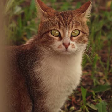 Calm Cat Resting in Lush Greenery Outdoors