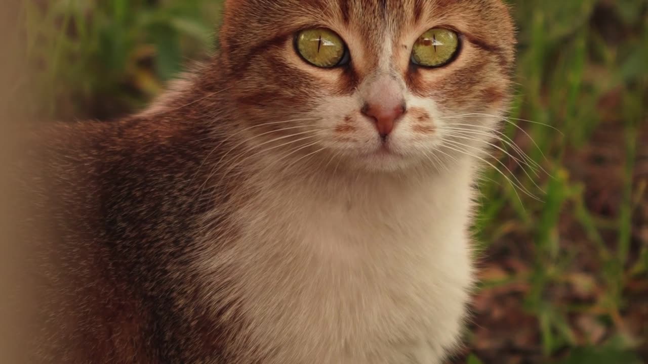 Calm Cat Resting in Lush Greenery Outdoors