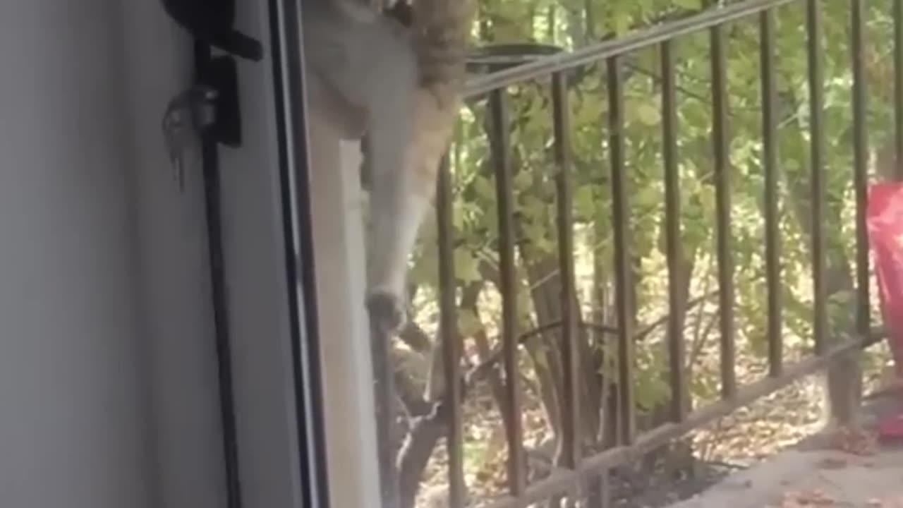 Cats gone Crazy