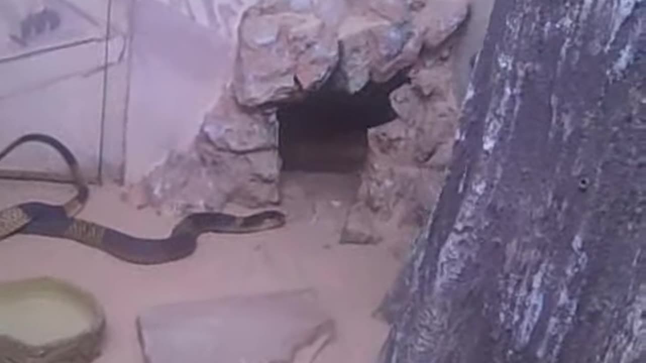 GUY HANDLES COBRA FOR 9 BUCKS AN HOUR,, THESHEA SHOW