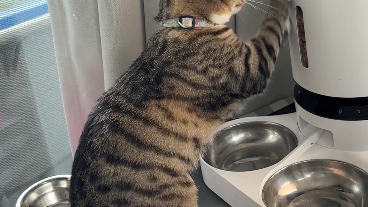Cat Paws at Machine for Food