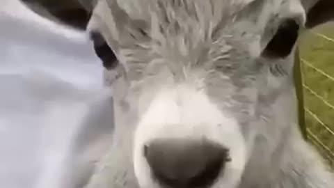 fanny animals