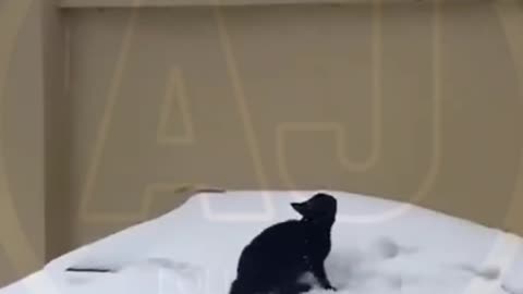 Funny video