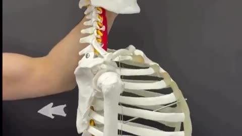 Forward head posture isn’t just a neck issue.