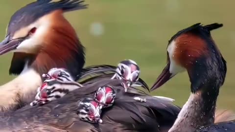 Watch this Great Crested Grebe father lovingly feed his babies