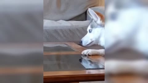 Funny moments 🙀🐶 Mejores Animales Graciosos del Momento