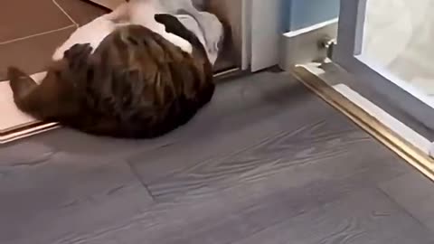 Funny cat
