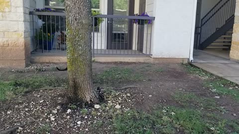 20250523 092211 Tux Branch Walking